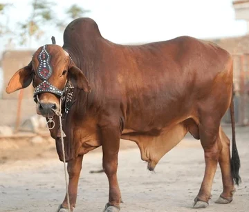 beautiful-cow-buffalo-standing-sale-600nw-2164728951